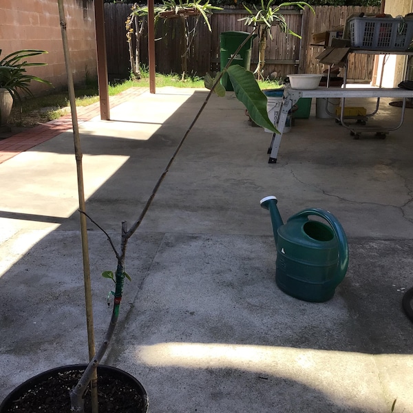 Sugar Cane Jujube - 3 Feet Tall - Grafted Tree - Ship in 3gal Pot - Etsy