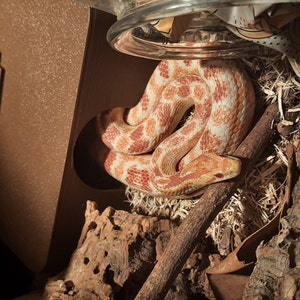 Esoteric added a photo of their purchase