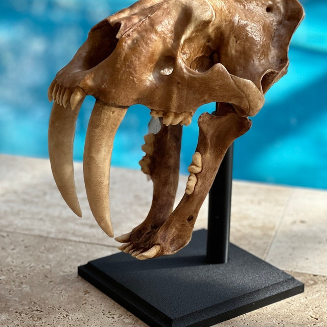 サーベルタイガーの頭蓋骨レプリカ - 実物大スミロドン化石