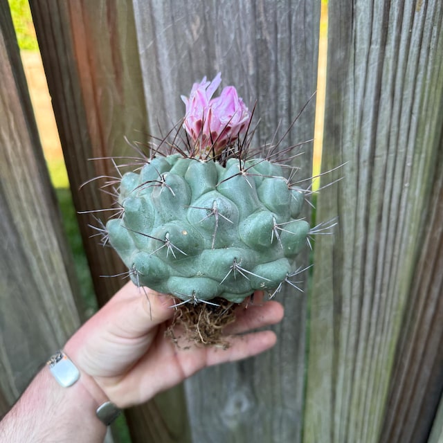 Echinocereus Coccineus Ssp. Paucispinus (claret Cup Cactus), 20 Seeds - Etsy