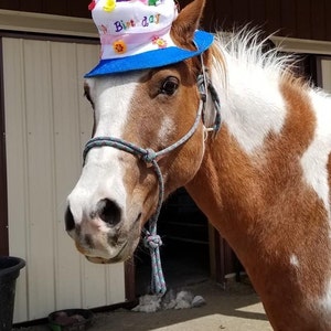 Birthday Hat for Horse or Pony With Candles Soft Equine - Etsy