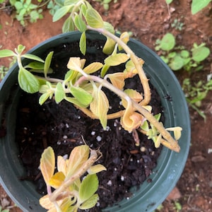 Nereida ha añadido una foto de su compra