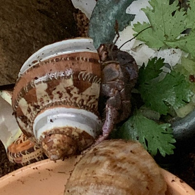 Conch Sea Shell Garden Quality 68 Conch Shell Imperfect Conch Sea Shell ...