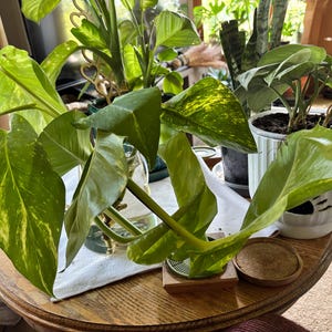 Shelley added a photo of their purchase