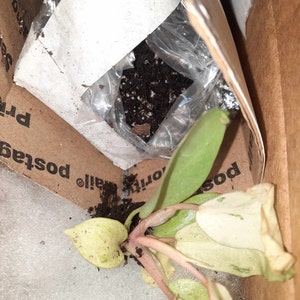 jeannette added a photo of their purchase