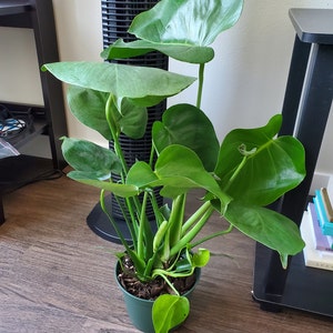 Thelma added a photo of their purchase