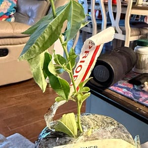 Etsy buyer added a photo of their purchase