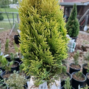 Thuja Orientalis 'morgan' - Arborvitae - 4" Pot - Live Plant - Etsy