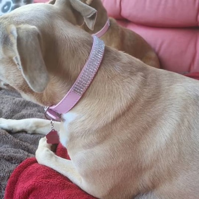 SMALL DOG - Royal Diva Doggy Pink main image 1
