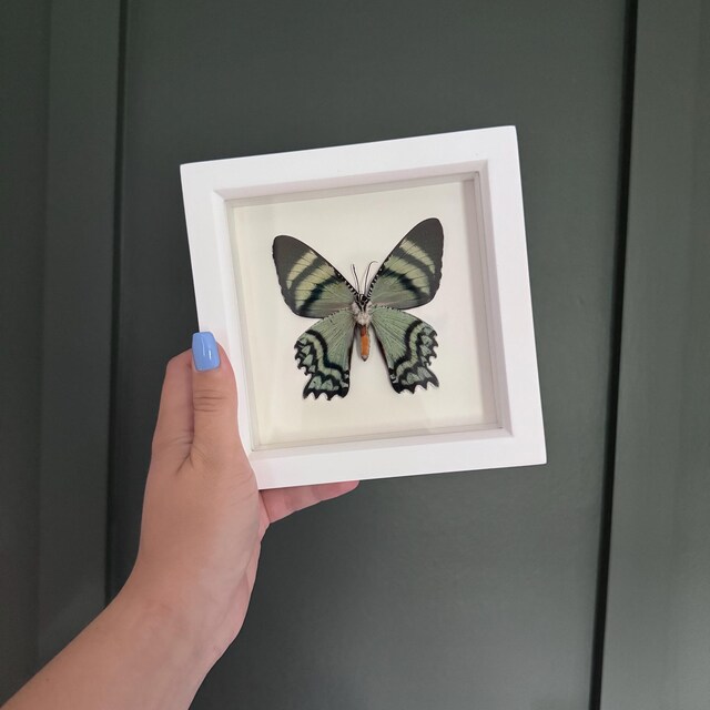 Framed Butterfly Black Background Graphium Weiskei 6x6 - Etsy