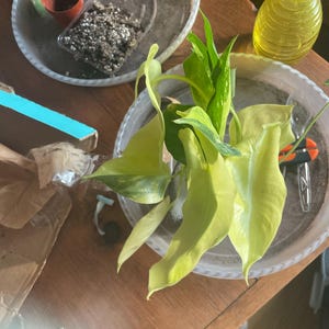 Brittani heeft een foto van de aankoop toegevoegd