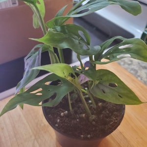 Helene added a photo of their purchase