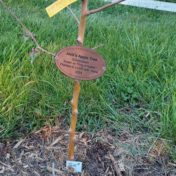 Tree Bracelet Memorial Plaque: Grows Safely With the Tree. Tree Marker ...