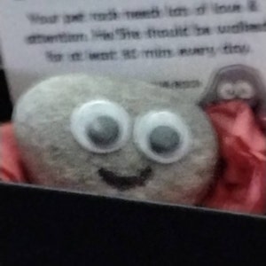 Pet Rock ® Funny Novelty Gift Ideas Ideal for Birthday Presents, Wedding  Favours, Party Bags 