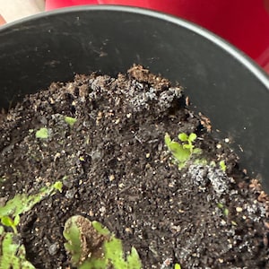 Comprador de Etsy ha añadido una foto de su compra