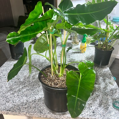 Philodendron Burle Marx, in 6 Pot - Etsy