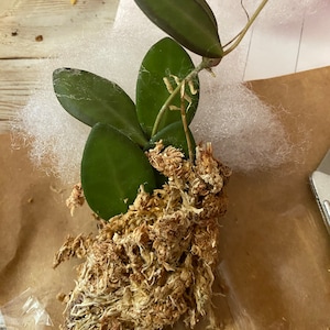 Kimberly hat ein Foto des gekauften Artikels hinzugefügt