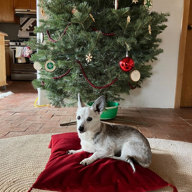 Copricuscino In Velluto - Grigio Scuro - HOME | H&M IT - Foto 5