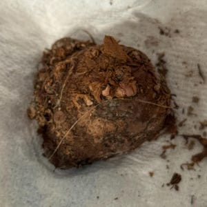 Joanna hat ein Foto des gekauften Artikels hinzugefügt