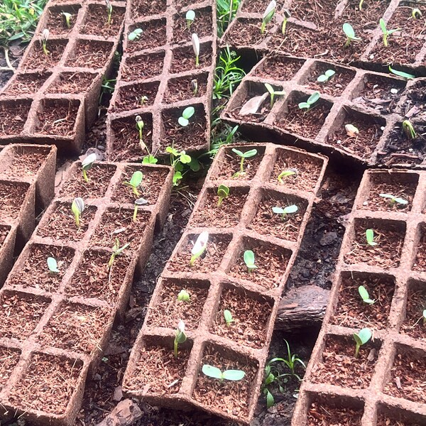Pumpkin, Small Sugar Pumpkin Seeds, Heirloom, NON GMO, Country Creek Acres