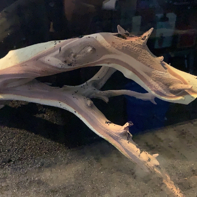 CALIFORNIA DRIFTWOOD / GHOSTWOOD – Floral Props and Design