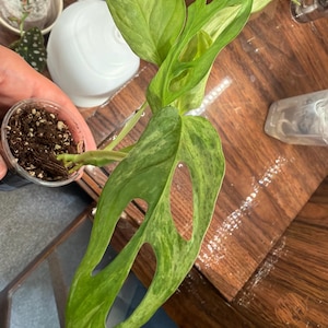 lily さんが購入した商品の写真を追加しました