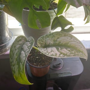 Redd added a photo of their purchase