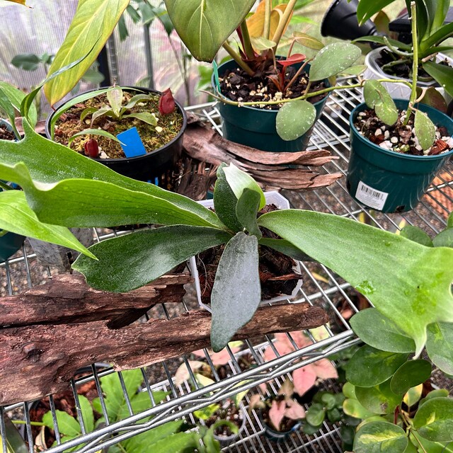 P. hillii coronarium Flamenco 【M-32】 il_fullxfull.6655548347_8crf.jpg