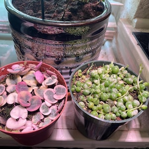 Samantha added a photo of their purchase