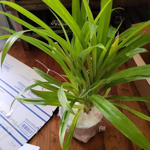 Susana added a photo of their purchase