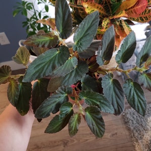 Cristine ha añadido una foto de su compra