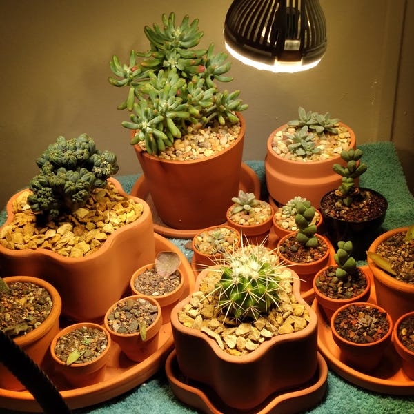 Cactus & Succulent Premium Soil Less Potting Mix Oregon Licensed ...