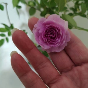 Elisa ha añadido una foto de su compra