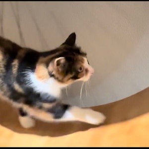 Shelly ha aggiunto una foto del proprio acquisto