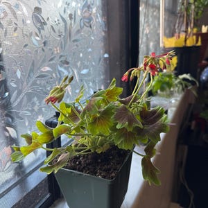 Ms added a photo of their purchase