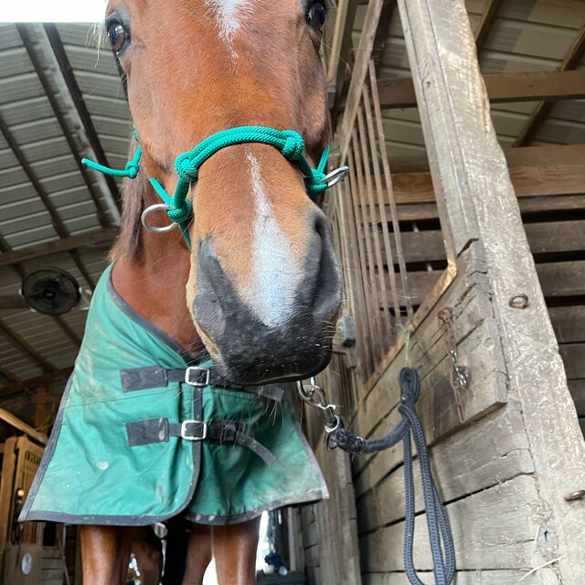 Custom Handmade Rope Halters with Snaps by DODKRopeHalters on Etsy