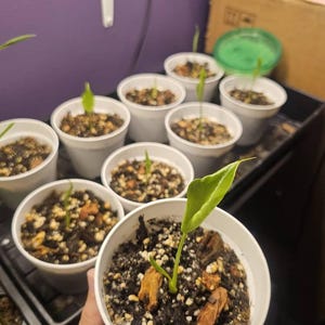 Miranda added a photo of their purchase