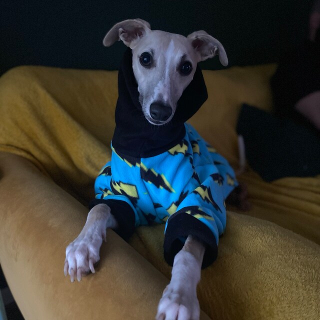 Greyhound pyjamas melbourne new arrivals