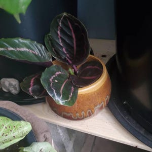 Erin ha aggiunto una foto del proprio acquisto