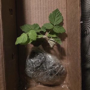 Avrae added a photo of their purchase