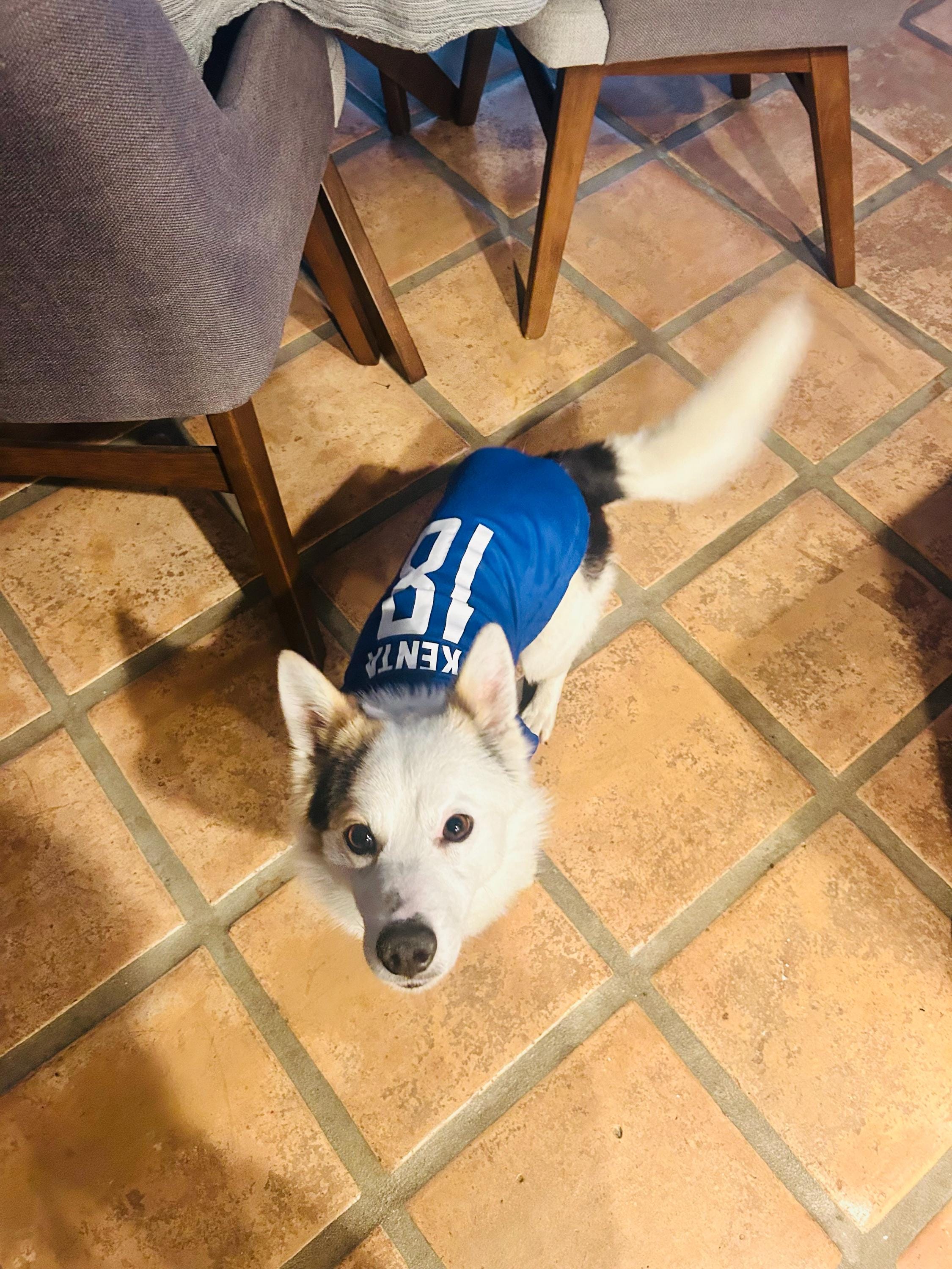 Custom Sports Dog Jersey - Personalized Dog Shirt with Name & Number - Team Dog Shirt, Football, Basketball, Soccer Fan Gift, Pet Jersey