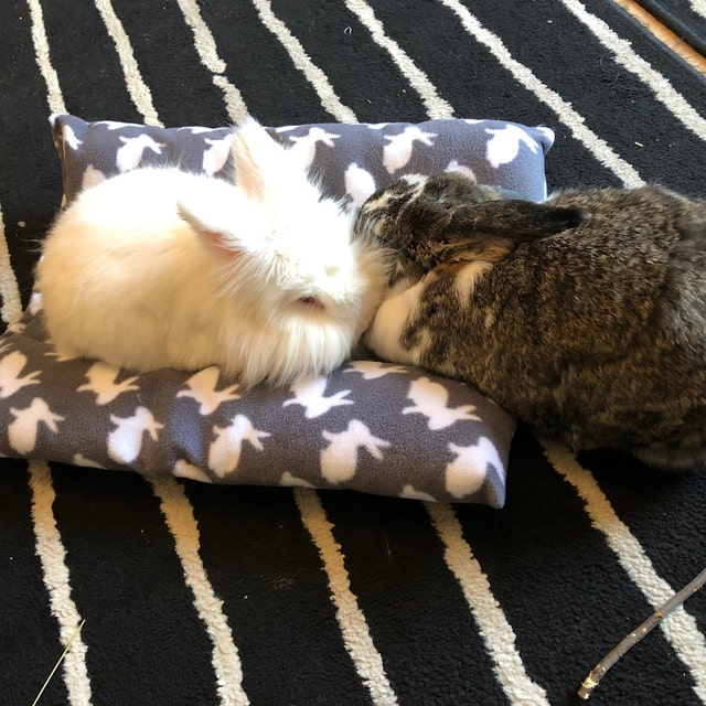 The Hare Apparent by thehareapparent on Etsy