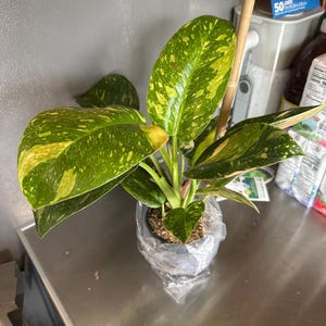 Jennifer added a photo of their purchase