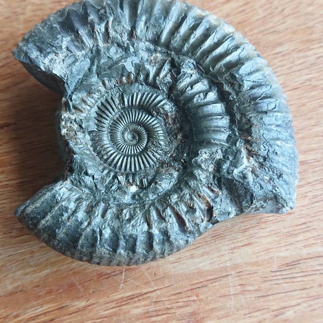 ダクティリオセラス・コミューンアンモナイト化石、英国産ジュラ紀真正