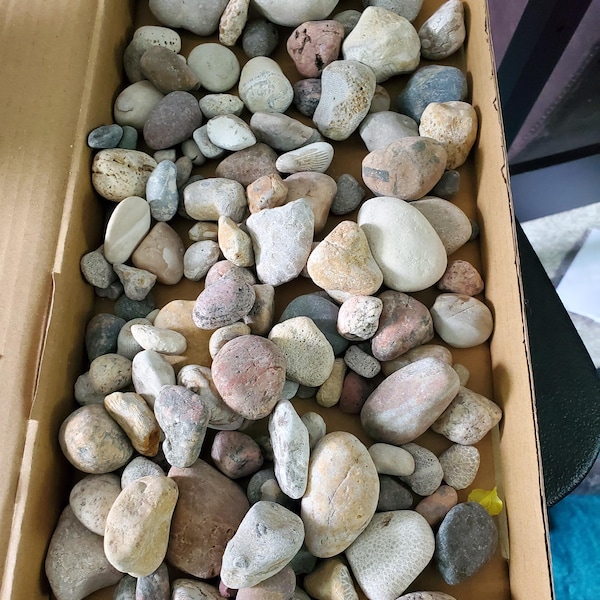 Pataski Rocks Great Lakes Rocks/ Petoskey Stones/ Pudding Stone/ Minerals/ Fossils ...