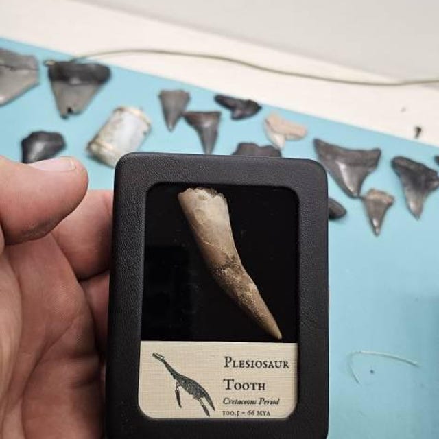 プレシオサウルスの歯、実物化石 - 白亜紀 - 1億500万年前から6600万年