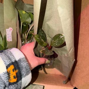 Sara ha añadido una foto de su compra