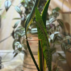 Sylvia added a photo of their purchase