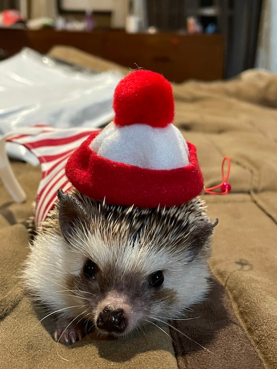 Customer photo of a pet with the Where is Waldo costume for a hedgehog