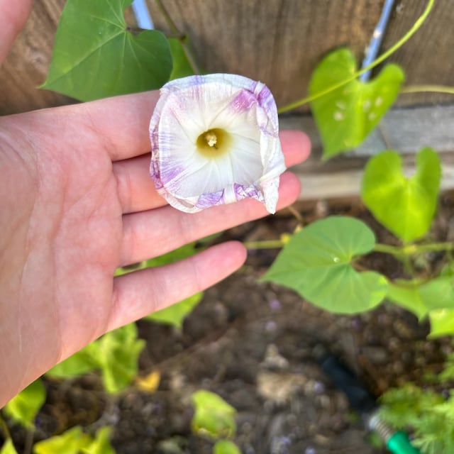 Flying Saucer Morning Glory Vine Seeds - Etsy